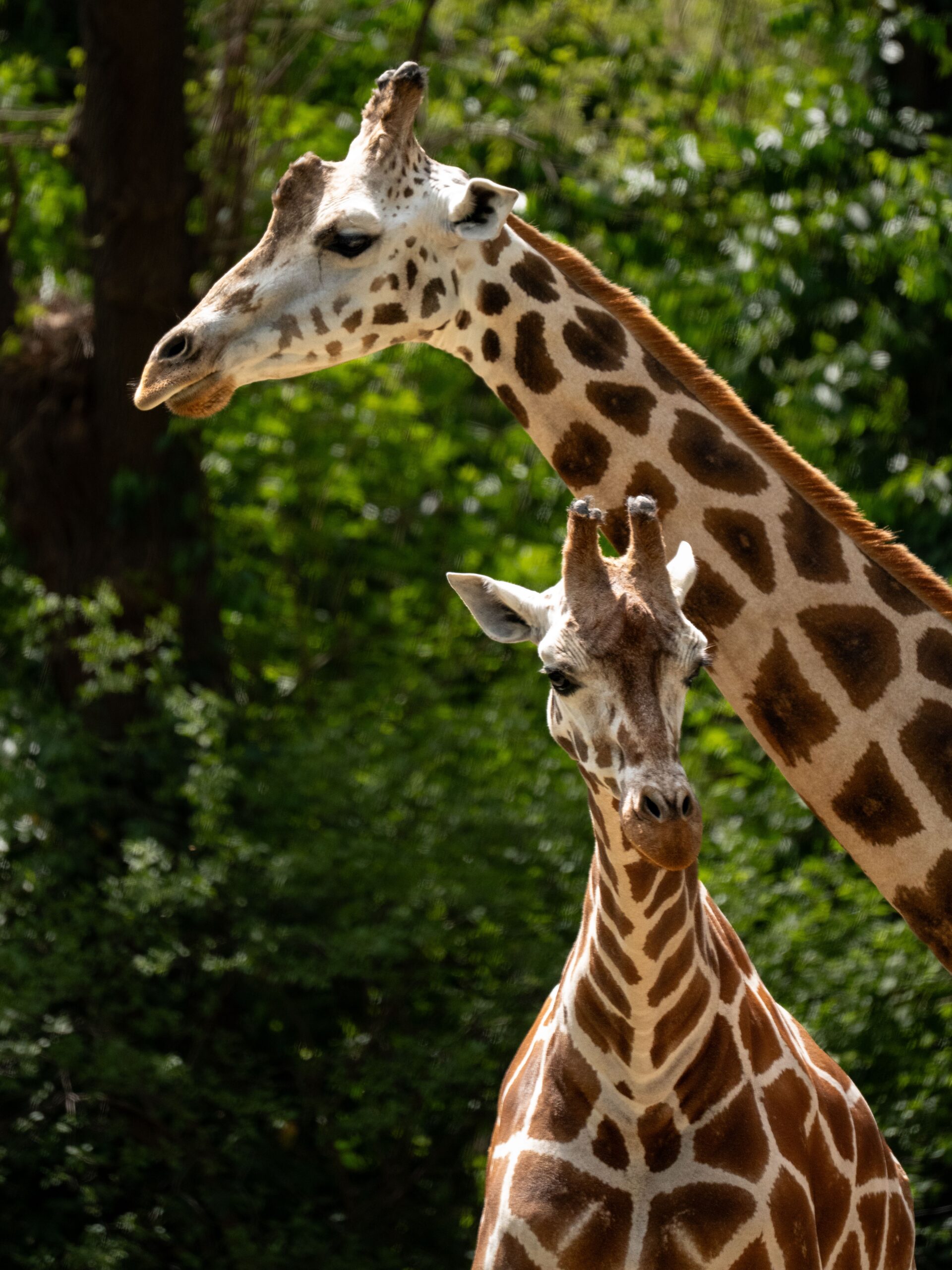 4-Day Maasai Mara Safari from Nairobi