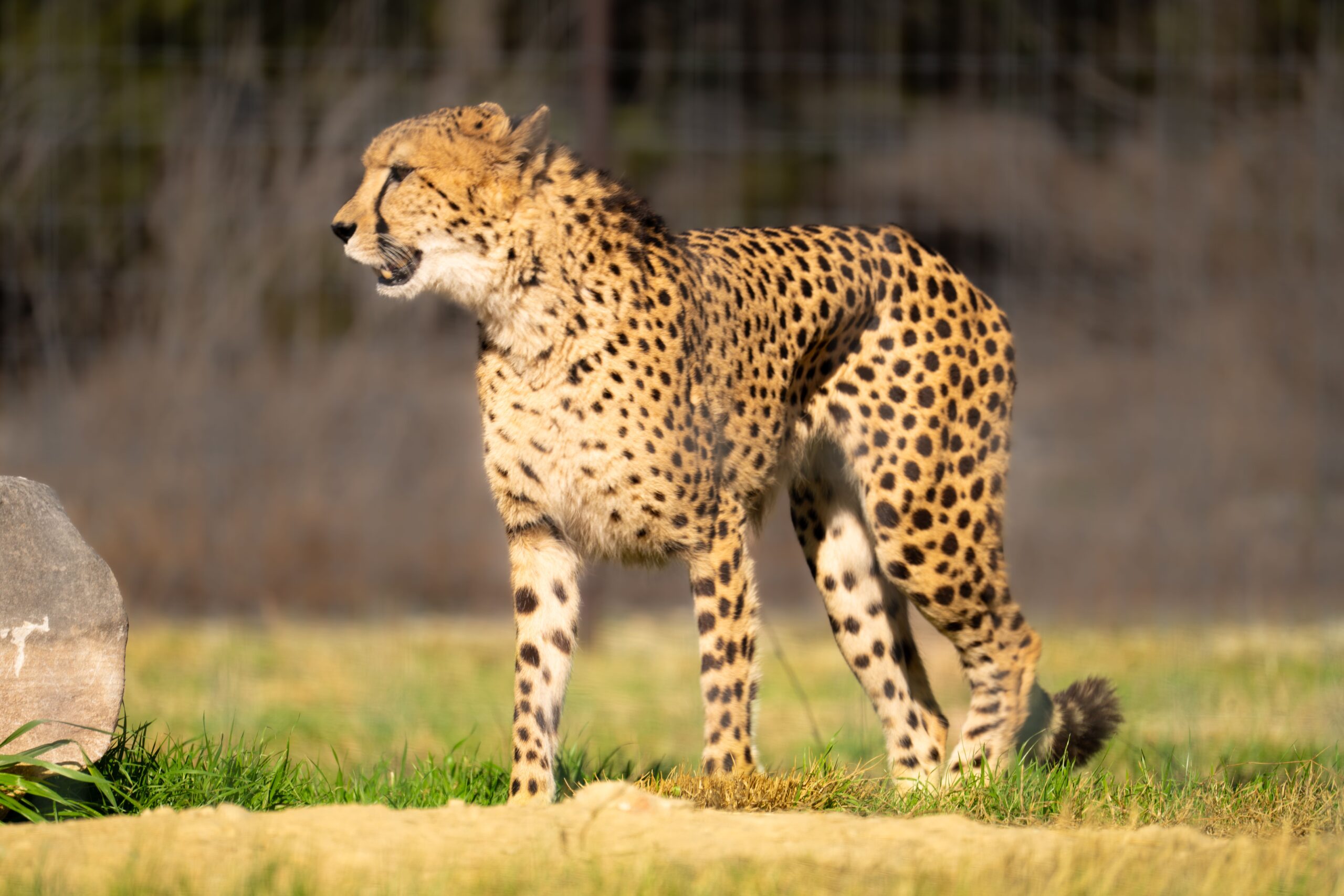 9-Day Laikipia and Maasai Mara Safari