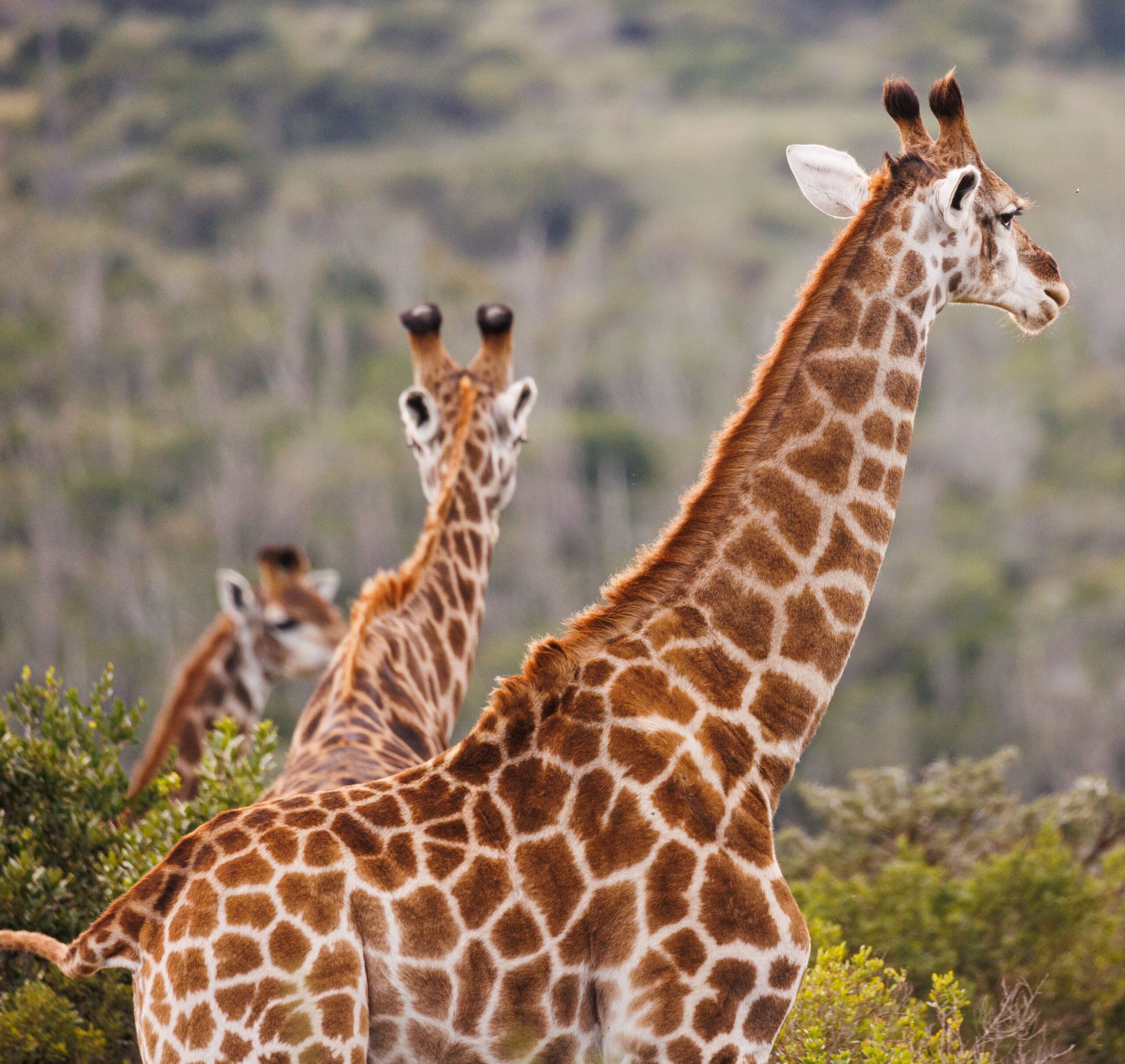 5-Day Maasai Mara Conservancy Safari