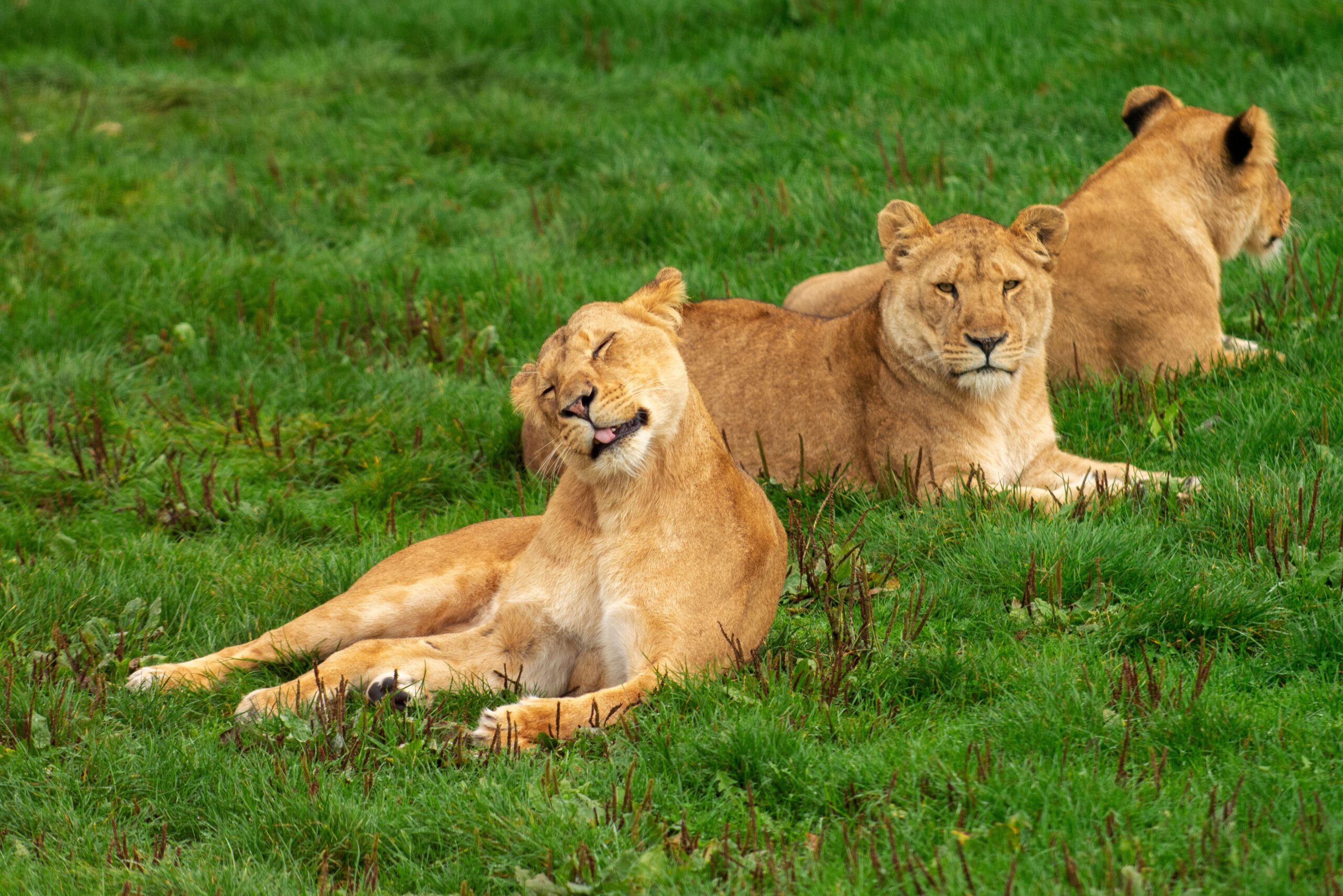 12-Day Maasai Mara and Diani Beach Safari