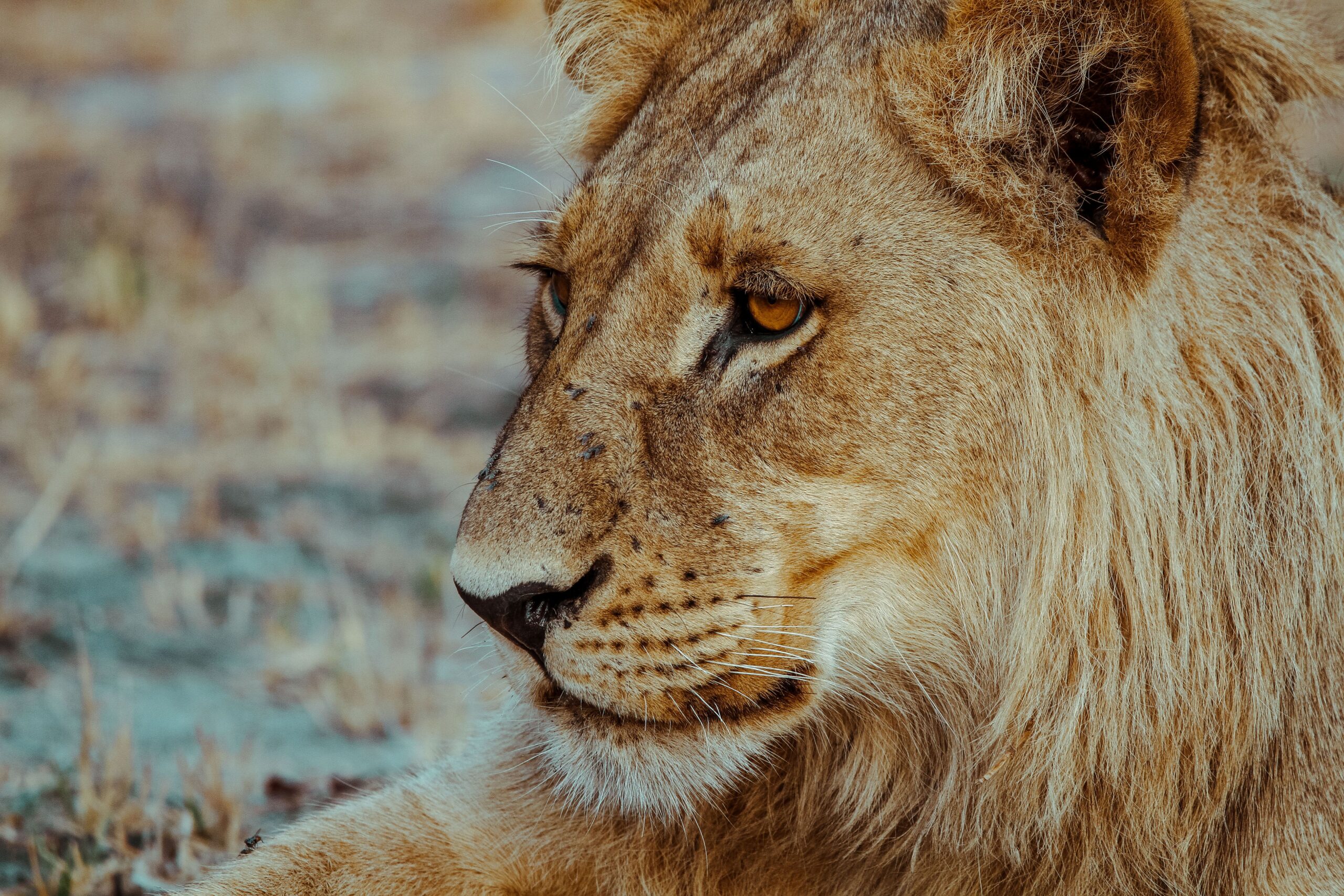 3-Day Maasai Mara Safari from Nairobi