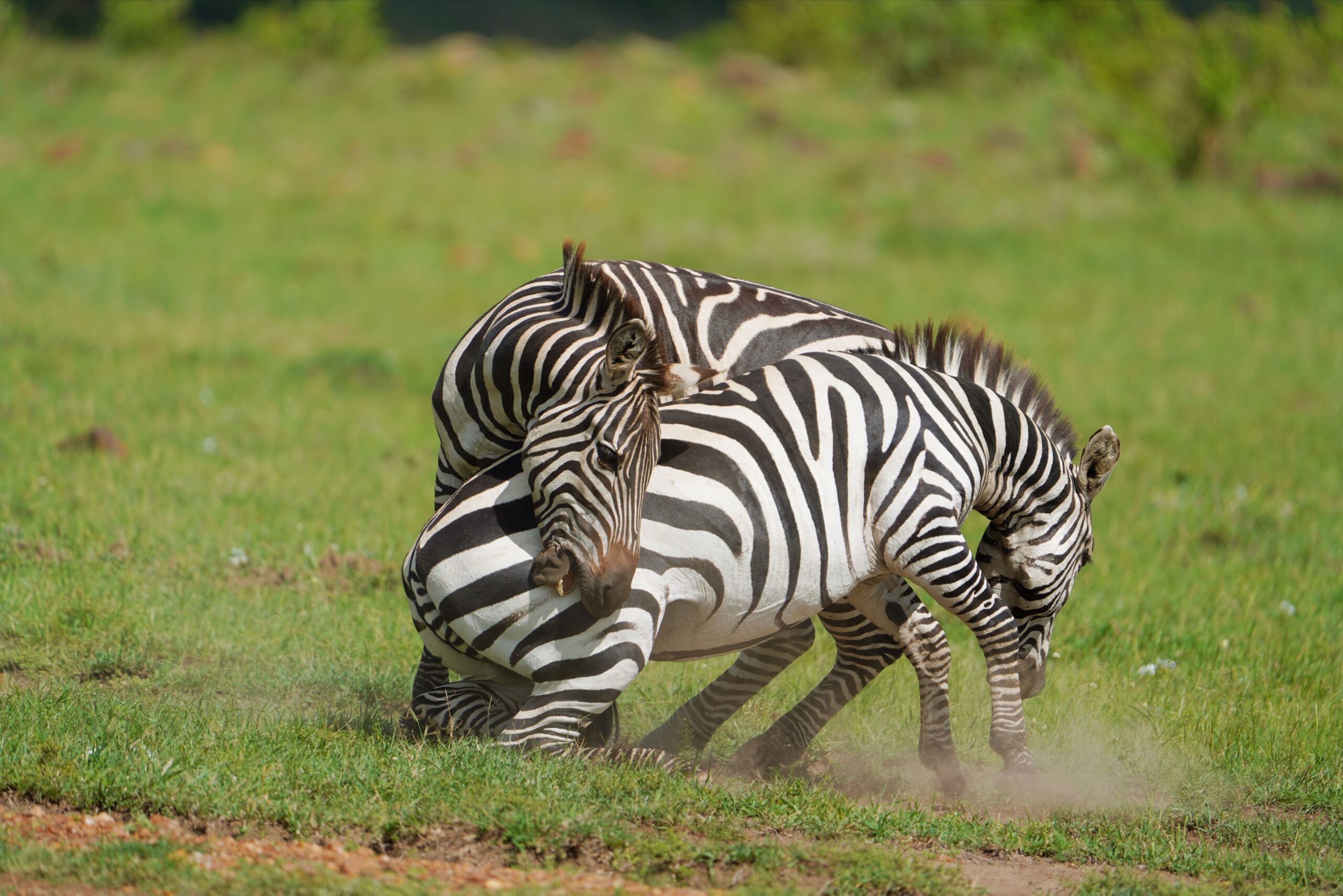 10-Day Amboseli and Maasai Mara Safari