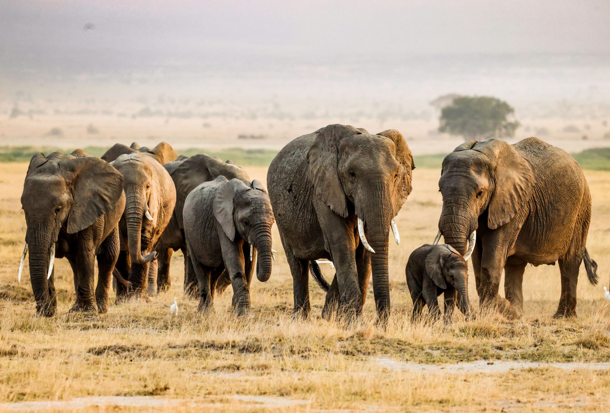 6-Day Maasai Mara Reserve and Conservancy Safari
