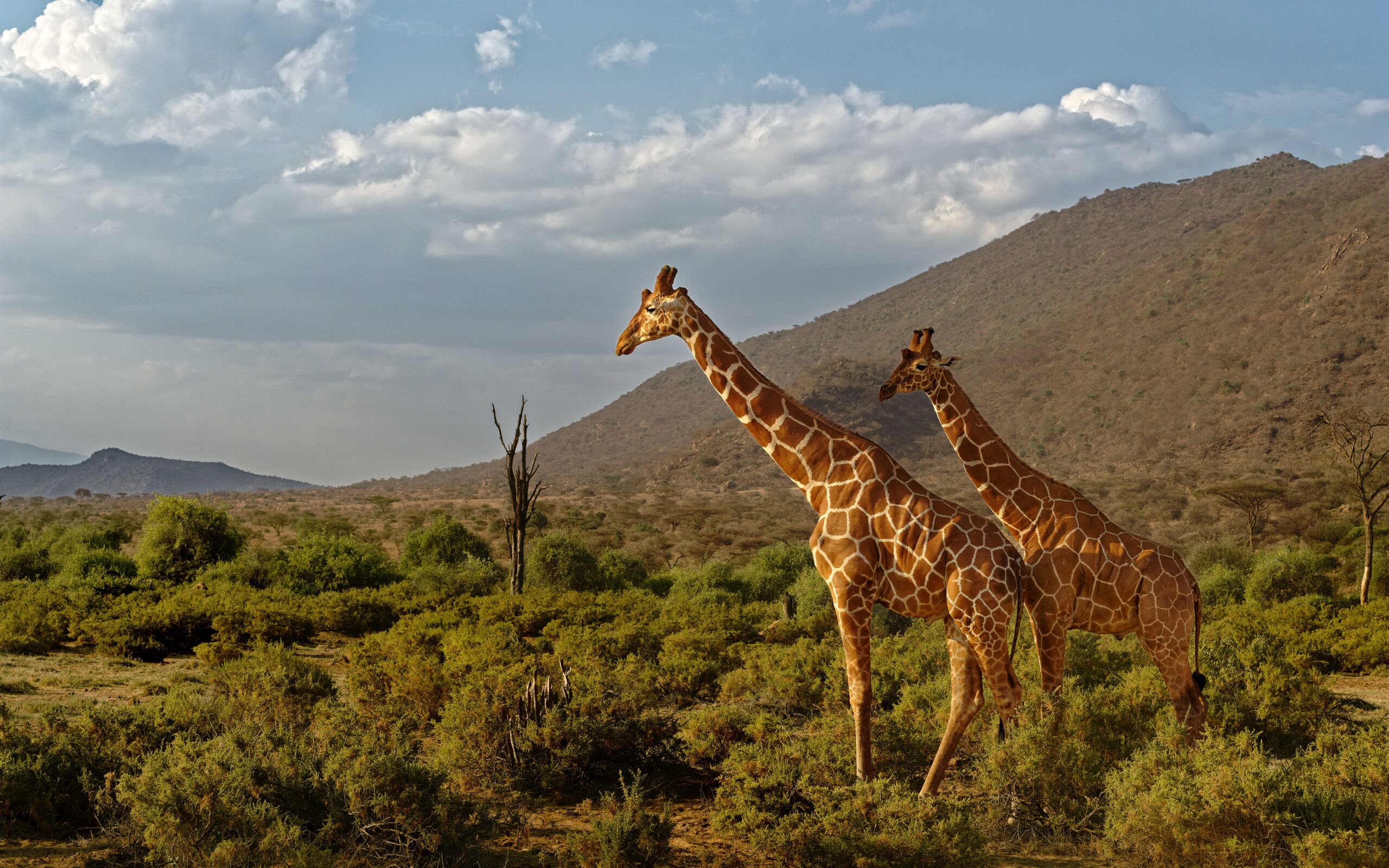 7-Day Lake Naivasha and Maasai Mara Safari